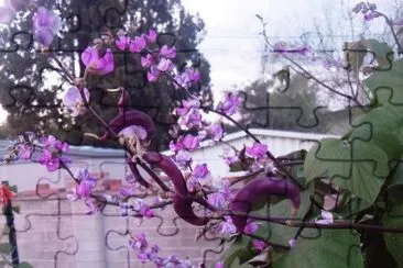 Hyacinth Bean Pod jigsaw puzzle