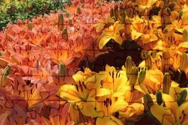 Orange and Yellow jigsaw puzzle