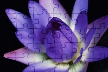 Purple Lotus jigsaw puzzle