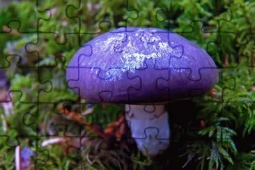 Purple Young Mushroom