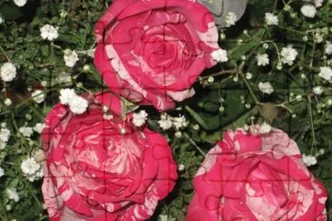 rosas_2