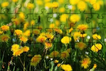 Yellow flowers