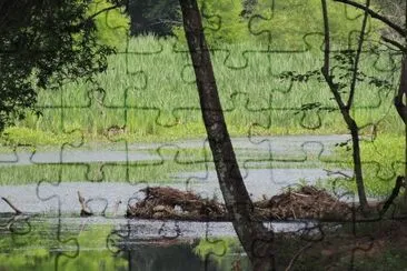 Beaver Dam jigsaw puzzle