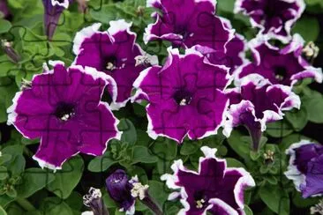 Velvet Petunias jigsaw puzzle