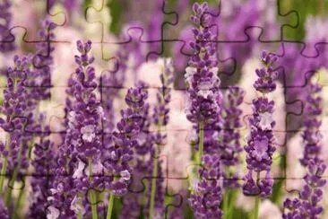 Lavender Olympia jigsaw puzzle