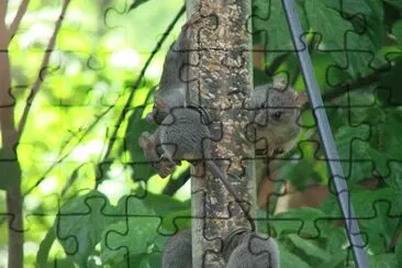 Rats on Feeder jigsaw puzzle