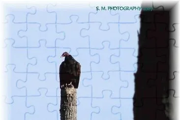 Vulture jigsaw puzzle