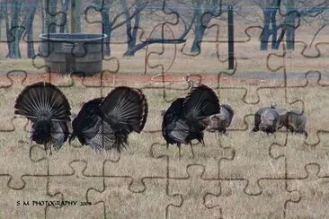 Turkey Fanfare jigsaw puzzle