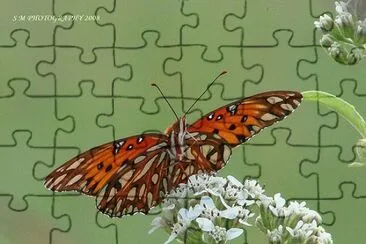 Butterfly jigsaw puzzle