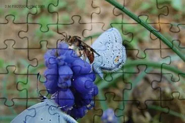 Butterflies and Wasp jigsaw puzzle