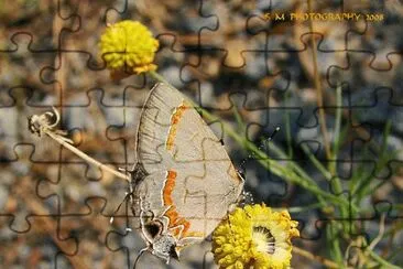 Butterfly in the Fall jigsaw puzzle