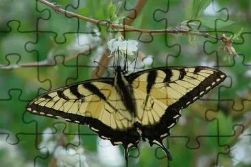 Tiger Swallowtail Upsidedown