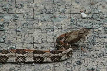 Timber Rattlesnake jigsaw puzzle