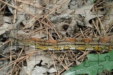 Corn Snake jigsaw puzzle