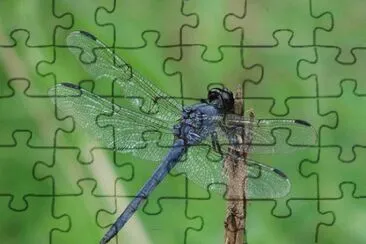 Dragonfly jigsaw puzzle