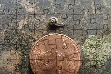 Tiny Snail jigsaw puzzle