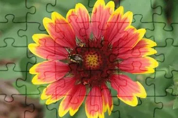 Flower and Bug jigsaw puzzle