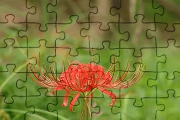 Red Spider Lily jigsaw puzzle