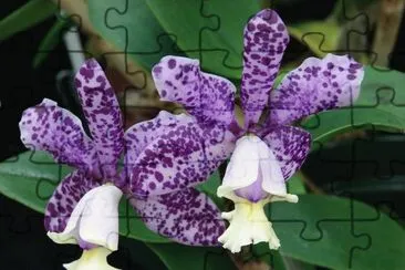 Purple Tiger Orchid jigsaw puzzle