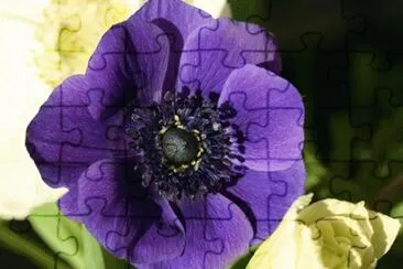 Deep Purple Anemone