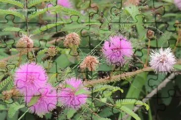 פאזל של Wildflowers