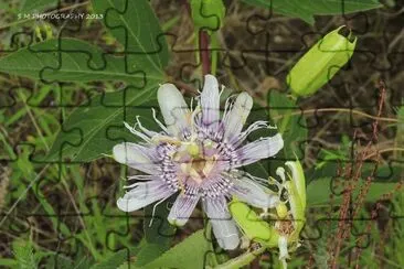 פאזל של Purple Wildflower