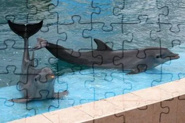 Acuario-delfines