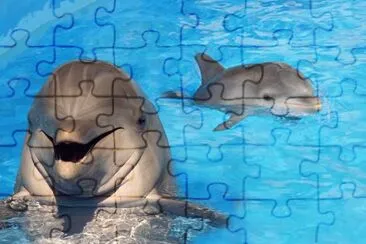 Delfines- piscina