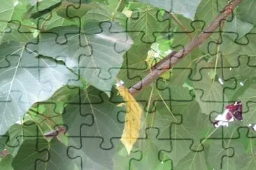 Plants jigsaw puzzle