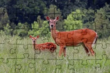 Doe With Fawn