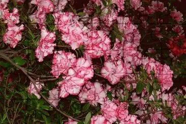 azalea