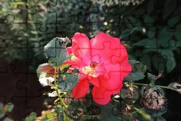 Pink Flower jigsaw puzzle