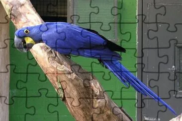 Hyacinth Macaw jigsaw puzzle