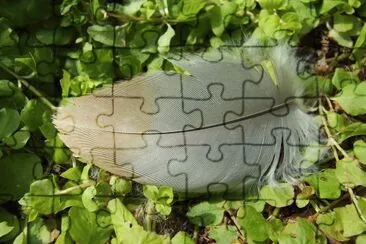 Feather jigsaw puzzle