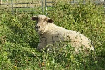 Rescue Sheep