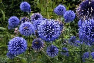 Purple Globe Thistle jigsaw puzzle