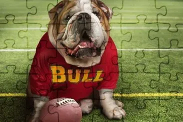 Bulldog Gracioso jigsaw puzzle