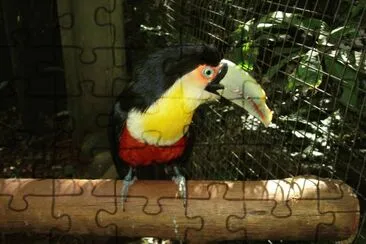 Tucan