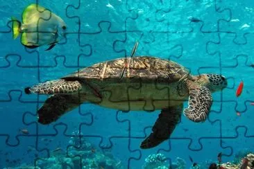 Tortuga verde jigsaw puzzle