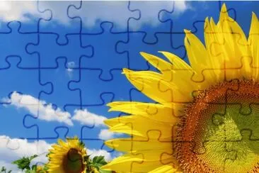 Girasoles jigsaw puzzle