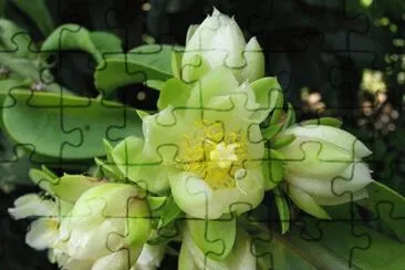 flores jigsaw puzzle