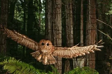 Owl in the Redwood Forest