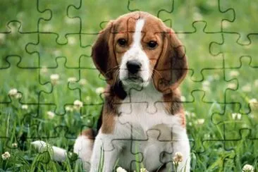 10242 jigsaw puzzle