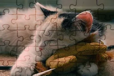 direitos jigsaw puzzle