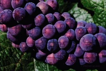 Pinot Noir Grapes-Sonoma Valley