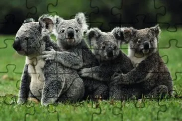 Koalas abrazados