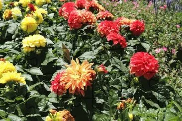 פאזל של Flowers For Sale