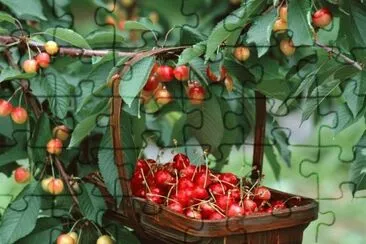 Cherry Picking jigsaw puzzle