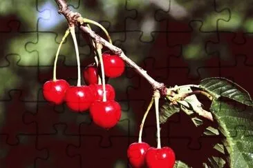 Cherries jigsaw puzzle