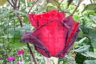 rosa jigsaw puzzle